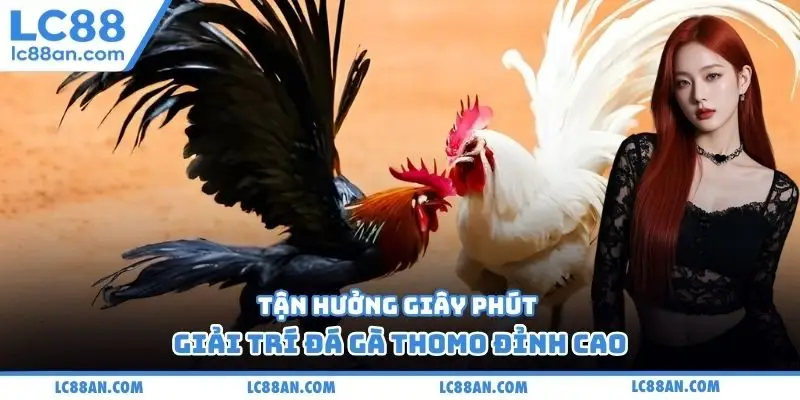 Tận hưởng giây phút giải trí đá gà Thomo đỉnh cao