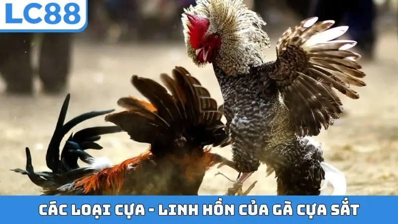 Các loại cựa - Linh hồn của gà cựa sắt