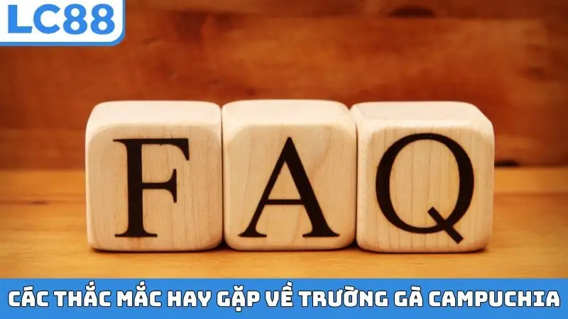 Các thắc mắc hay gặp về trường gà Campuchia
