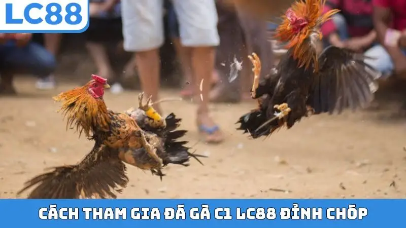 Cách tham gia đá gà C1 LC88 đỉnh chóp