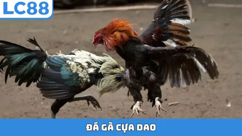 Đá gà cựa dao LC88