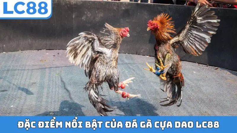 Đặc điểm nổi bật của đá gà cựa dao LC88