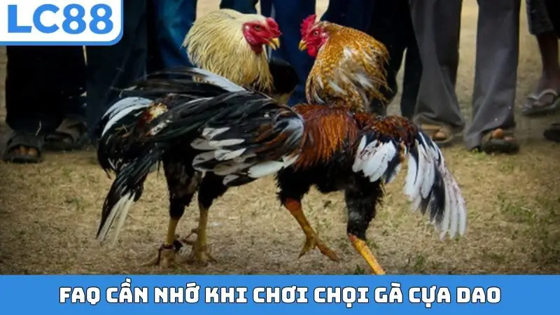 FAQ cần nhớ khi chơi chọi gà cựa dao