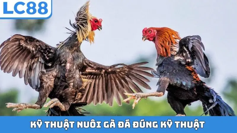 Kỹ thuật nuôi gà đá đúng kỹ thuật