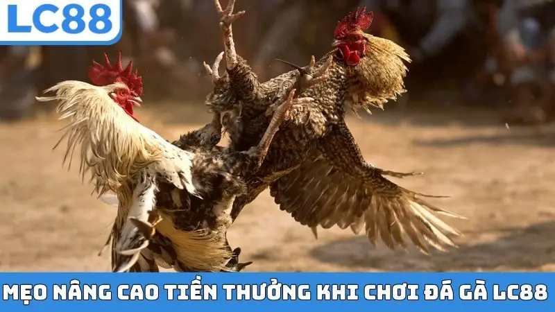 Mẹo nâng cao tiền thưởng khi chơi đá gà LC88