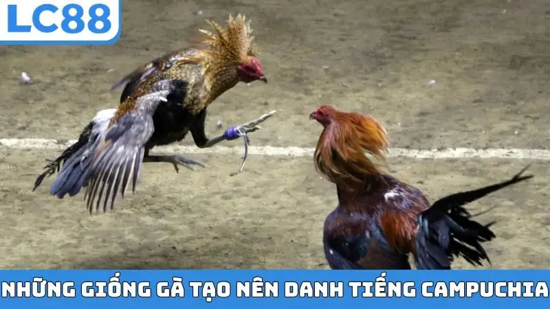 Những giống gà tạo nên danh tiếng Campuchia